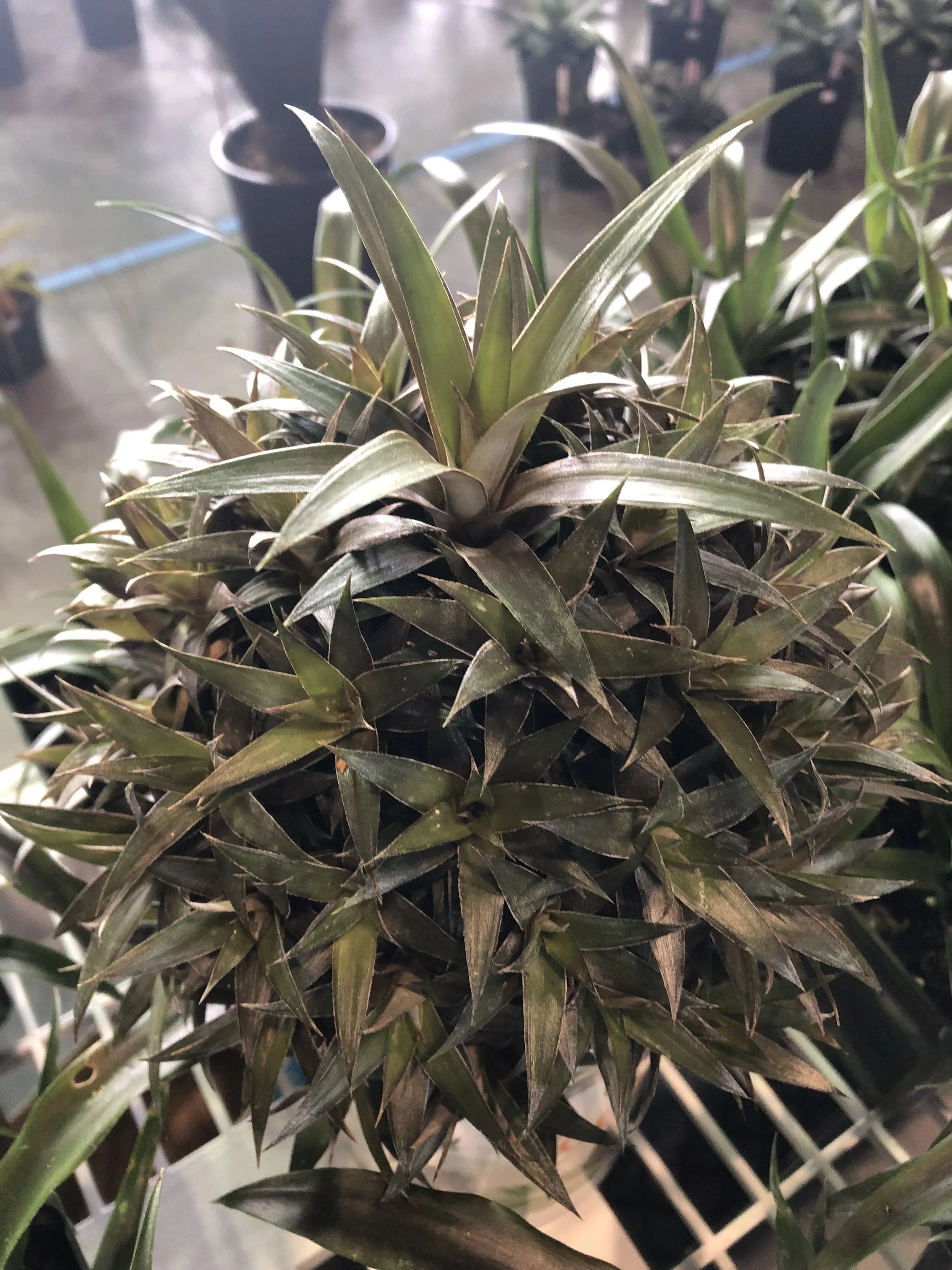 Ananas comosus (multi-head) — Vintage Green Farms with Tom Piergrossi